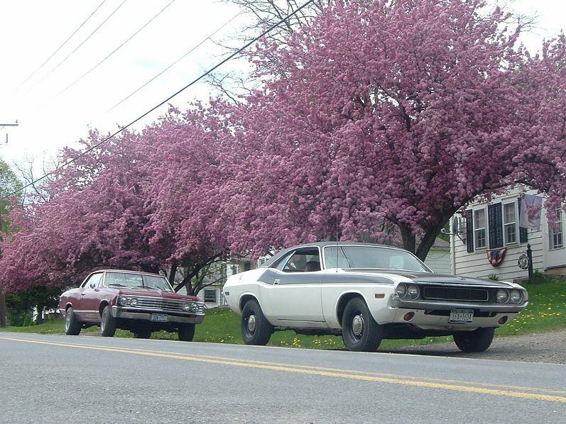 challenger and chevelle 010.jpg