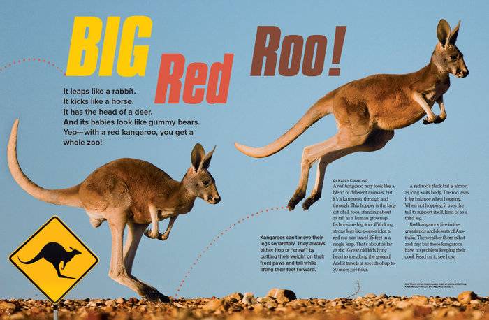 Red-Kangaroos1-RRJun2012-479x313.jpg